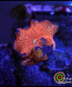 Orange spotted mushroom