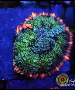 Frankenstain mushroom