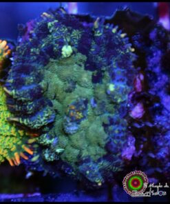 Purple rhodactis