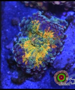 Rainbow ricordea