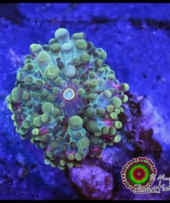 Purple ricordea