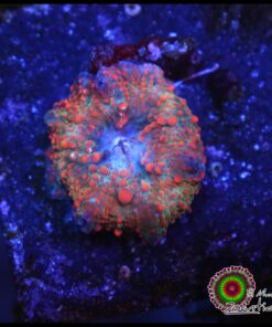 Orange spotted mushroom
