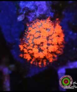 Orange magic carpet mushroom