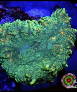 Green rhodactis