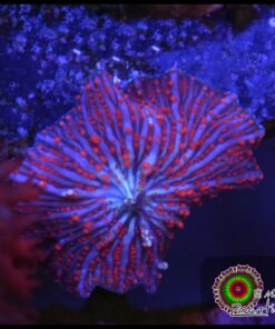 Red spotted mushroom