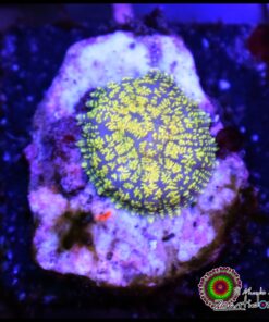 Yellow greenish mushroom