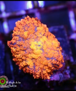 Charizard mushroom