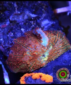 Bounce orange spotted mushroom