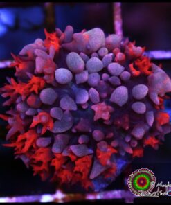 St Thomas mushroom