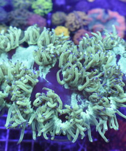 Elegance purple tips XXL