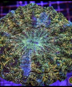 Acantophyllia