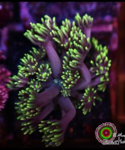 Green goniopora
