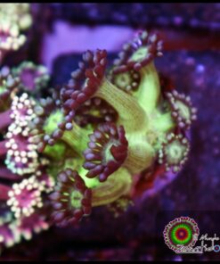 Purple tips goniopora