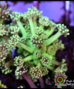Green light goniopora