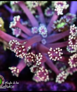 Fantascy goniopora