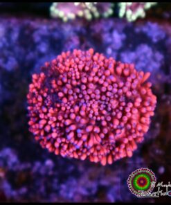 Pink goniopora