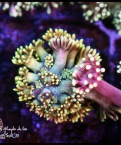 Rainbow goniopora