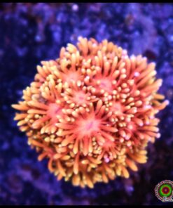 Solar flare goniopora