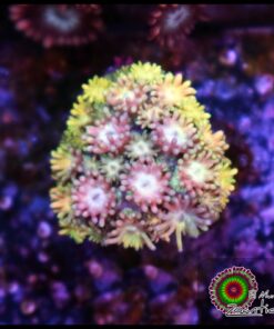 Rainbow goniopora