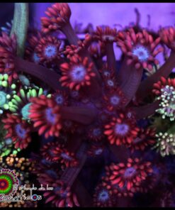 Superman goniopora