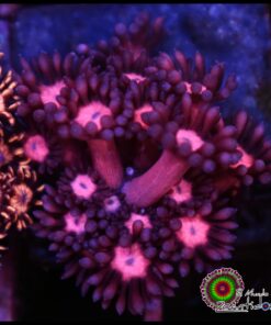 Cherry goniopora