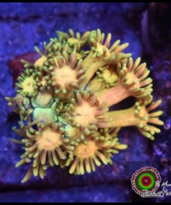 Rainbow goniopora