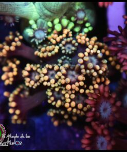 Yellow goniopora