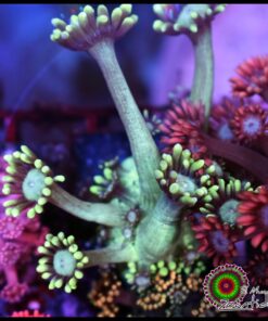 Green goniopora