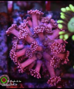 Pink light goniopora