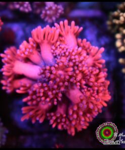 Pink goniopora