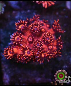 Red goniopora