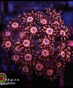 Peach goniopora