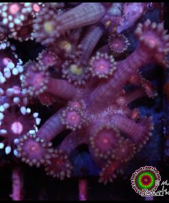 Red eye goniopora
