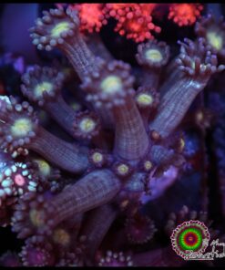 Yellow eye goniopora