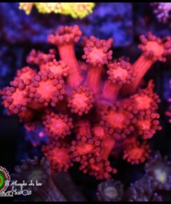 Red goniopora