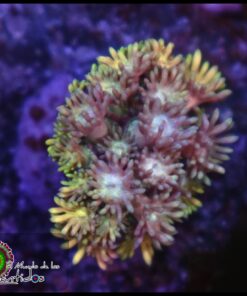 Rainbow goniopora