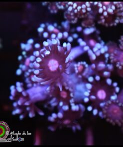 Blue goniopora