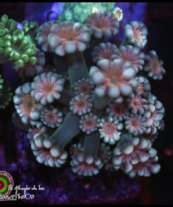 Cherry alveopora