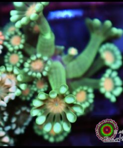 Alveopora ultra