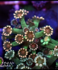 Alveopora ultra