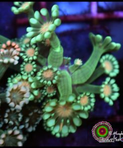 Alveopora ultra