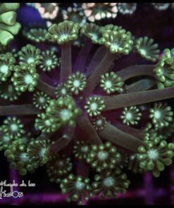 Green alveopora