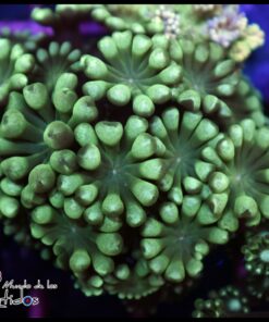 Green alveopora