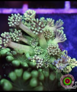 Green light goniopora