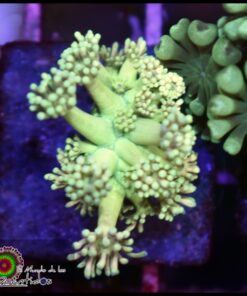Green light goniopora