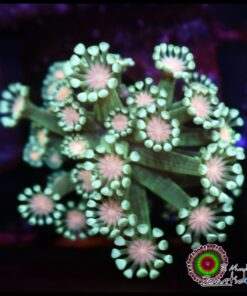 Alveopora orange eye