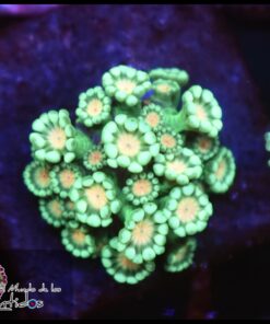 Alveopora ultra