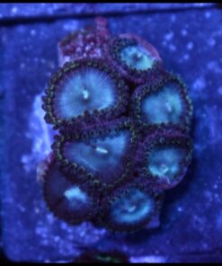 Blue berry