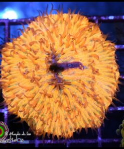 Fungia orange metallic