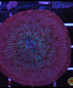 Fungia